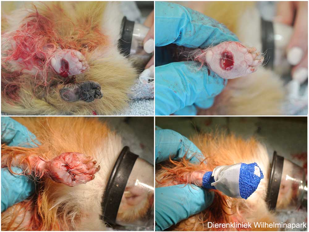 Operatie van een voetzool bij een cavia